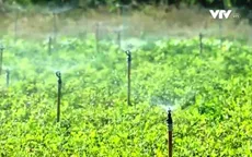Hệ thống tưới tiết kiệm nước - Bí quyết canh tác ở vùng hạn Ninh Thuận