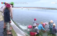 Vực dậy ngành nuôi tôm ở miền Trung sau sự cố môi trường biển