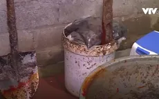"Nổi gai ốc" với cảnh chế biến cua xay: Dùng xẻng xúc cát, trộn cả hóa chất như trộn... vữa