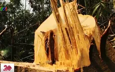 Khai thác gỗ trái phép tại Thanh Hóa: Con voi chui lọt lỗ kim?