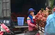 Chinh phục các thị trường khó tính, trái vải Việt Nam hết lo về đầu ra