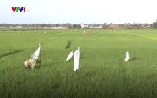 Bùng phát nạn chuột cắn phá lúa ở Ninh Bình