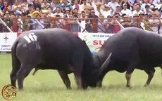 Lễ hội chọi trâu Đồ Sơn 2017: Dùng súng gây mê giữ an toàn