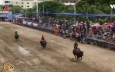 Độc đáo lễ hội đua trâu tại Thái Lan