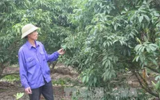 Nguy cơ thất thu hàng nghìn tỷ đồng do vải thiều không ra hoa