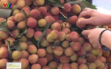 Bắc Giang mở rộng thị trường tiêu thụ vải thiều