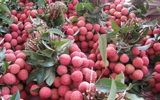 Vải thiều Lục Ngạn ước đạt 100.000 tấn năm 2017