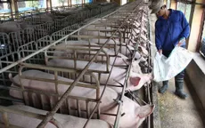 Mạnh tay loại bỏ kháng sinh kích thích sinh trưởng trong thức ăn chăn nuôi