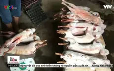 Chiêu thức biến thỏ thành đặc sản thịt cheo rừng ở khu du lịch Tam Đảo