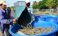 Ngành tôm Việt Nam đứng trước nhiều thách thức