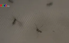 Phát hiện muỗi mang virus Zika tại New Mexico, Mỹ