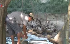 Quảng Ngãi: Tiêu hủy gần 400 con vịt nhiễm cúm A/H5N6