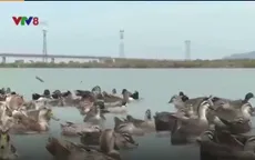 Chăn nuôi vịt biển - Hướng đi mới của ngư dân Quảng Bình