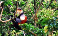 Tiếp nhận dự án bảo tồn voọc chà vá chân nâu