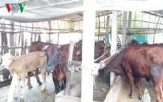 Mở rộng thị trường cho Bò Ba Tri sau chứng nhận nhãn hiệu