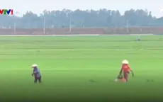Vụ lúa Thu Đông tiềm ẩn nhiều rủi ro