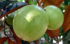Bát nháo chuyện xuất khẩu vú sữa sang Mỹ