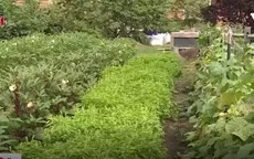 Thú vui điền viên trong những vườn cộng đồng tại Mỹ