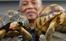 Malaysia thu giữ 330 con rùa quý hiếm