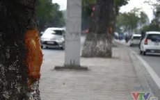 Hà Nội: Cận cảnh hàng chục cây xà cừ ở đường Láng bị lột vỏ