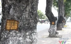 Làm rõ hành vi đẽo vỏ xà cừ trên đường Láng, Hà Nội