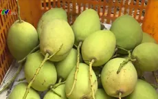 Xuất xoài sạch sang Australia