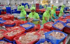 Xuất khẩu cá tra có thể bị ảnh hưởng lớn trước thông tin sai lệch của truyền thông nước ngoài