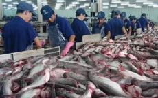 Xuất khẩu cá tra sang Hoa Kỳ giảm mạnh