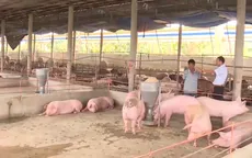“Thịt lợn xuất sang Trung Quốc phải giết mổ và cấp đông”