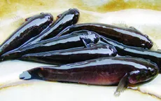 Mô hình nuôi cá bống bớp bằng nguồn thức ăn tự nhiên