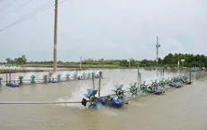 Cần sớm nhân rộng mô hình tiết kiệm điện trong nuôi tôm tại Sóc Trăng