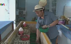 Chàng trai Lào khởi nghiệp với nghề nuôi dế mèn