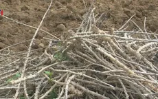 Người trồng sắn có nguy cơ thiệt kép