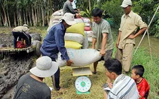 Tranh chấp bán lúa non cho "cò", nông dân cắn răng chịu thiệt