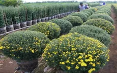 200.000 chậu cúc mâm xôi nở sớm, người dân Bến Tre “đứng ngồi không yên”