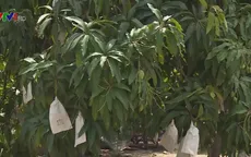 Mưa trái mùa gần Tết khiến nông dân ĐBSCL lo lắng