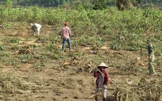 Phú Yên: Nông dân trồng sắn thất thu nặng