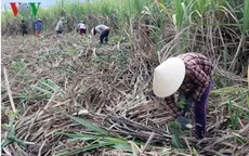 Đề xuất nhiều giải pháp để người dân có thể sống được với cây mía