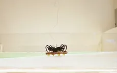 Robot đổ bộ có thể đi bộ và bơi trong nước