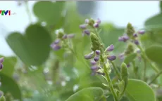 Giá trị đặc biệt của kim tiền thảo