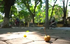 Xúc cảm thu Hà Nội