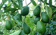 Hướng đi bền vững cho quả bơ