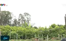 Hàng trăm người chết và bị thương mỗi năm do giăng mắc điện thiếu an toàn