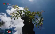 Cây cổ thụ họ dây leo hóa gỗ hiếm thấy