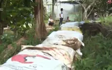 Vĩnh Long: Đắp đê bảo vệ vườn cây trước kỳ triều cường