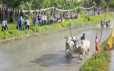 Đua bò dân dã - Nguồn cảm hứng của nhiếp ảnh gia