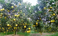 Thu về gần 5 tỷ đồng tiền lãi mỗi năm từ cam, quýt sạch