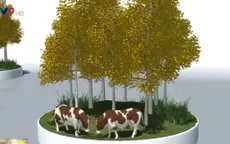 Mỹ: Rừng thông Pando bị đe dọa bởi con người