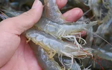 Kinh nghiệm lựa chọn tôm sạch