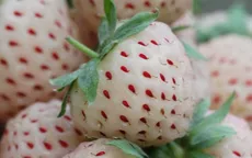 7 lợi ích bất ngờ từ dâu tây trắng
